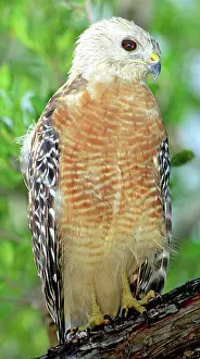 Shouldered: Red Shouldered Hawk