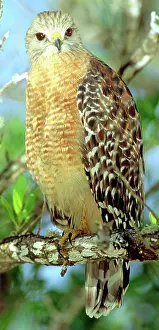 Shouldered: Red Shouldered Hawk