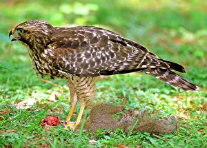 Shouldered: Red Shouldered Hawk