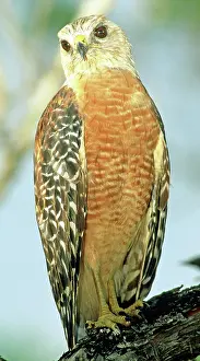 Shouldered: Red Shouldered Hawk