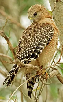 Shouldered: Red Shouldered Hawk