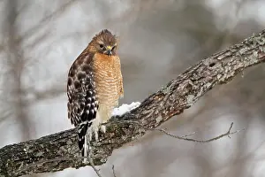 Fluffed: Red-shouldered Hawk