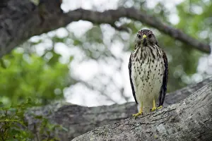 Lineatus: Red-shouldered Hawk