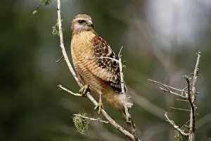 Lineatus: Red-Shouldered Hawk