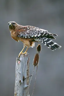 Talon: Red-Shouldered HAWK - adult