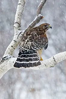 Snowstorm: Red-shouldered Hawk - Adult bird in snowstorm