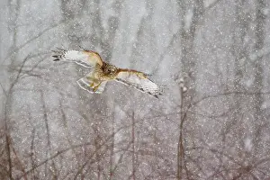 Blizzards: Red-shouldered Hawk - adult in flight during snow storm
