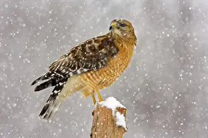 Blizzards: Red-shouldered Hawk - adult in snow storm