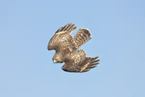 Lineatus: Red-shouldered Hawk - Buteo lineatUS - A common
