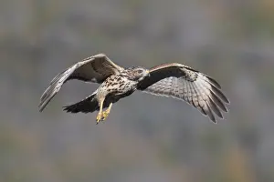 Lineatus: Red-shouldered Hawk - Buteo lineatUS - Immature