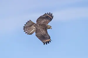Buteo: Red-shouldered Hawk - Buteo lineatUS - Immature