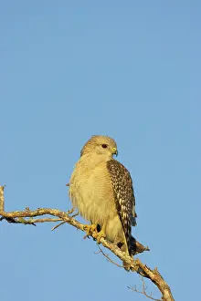 Ding: Red Shouldered Hawk - Ding Darling