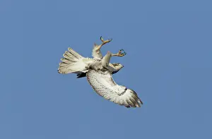 Flipping: Red-shouldered Hawk - immature bird in flight flipping