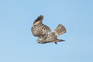 Lineatus: Red-shouldered Hawk in October