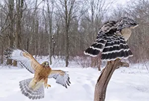 Shouldered: Red-shouldered Hawk - pair in winter snow