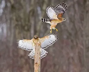 Paired: Red-shouldered Hawk - paired adults. Female landing