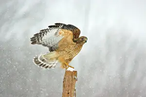 Blizzards: Red-shouldered Hawk - in snowstorm