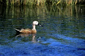 Shovelers: RED SHOVELER DUCK - ARGENTINA