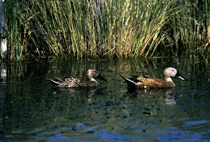 Shovelers: RED SHOVELER DUCK - X2