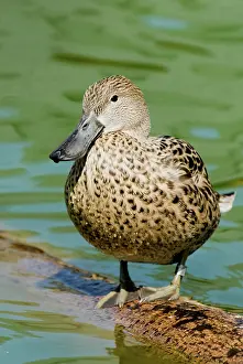 Webbed: Red Shoveler female