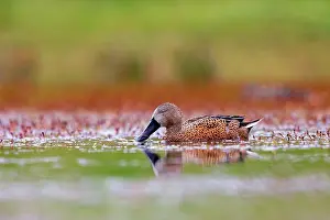 Shovelers: Red Shoveler (formerly known as Red Shoveller)