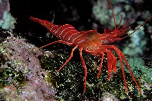 Equador: Red shrimp Galapagos Islands UNESCO Natural World Heritage S