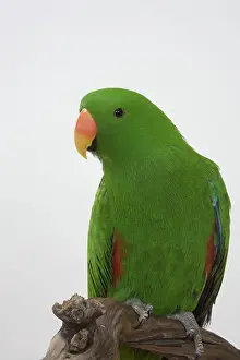 Sided: Red-sided Eclectus Parrot