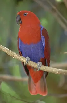 Sided: Red-sided Eclectus Parrot, Australia