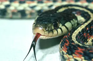 Parietalis: Red-sided garter snake