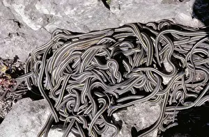 Pits: Red-sided garter snake