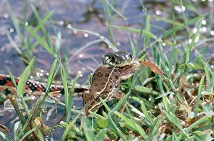 Sided: Red-sided garter snake