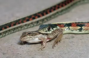 Sided: Red-sided garter snake