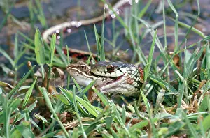 Sided: Red-sided garter snake