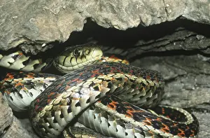Sided: Red-sided Garter Snake