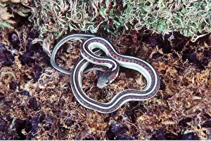 Bonnie Weisser: RED-SIDED GARTER SNAKE
