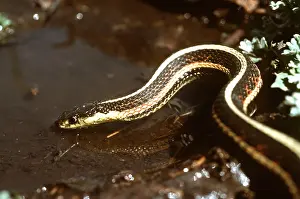 Sided: RED-SIDED GARTER SNAKE - Drinking