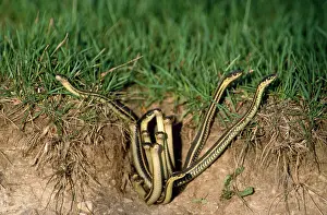 Parietalis: Red-sided Garter Snake - emerging from den