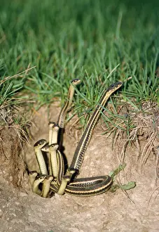 Parietalis: Red-sided Garter Snake - emerging from den