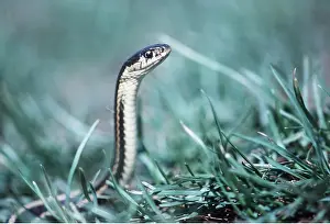 Sided: RED-SIDED GARTER SNAKE - in grass