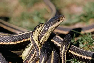 Parietalis: Red-Sided Garter Snake - Males (small) courting