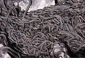 Wintering: RED-SIDED GARTER SNAKE - mass emerging from hibernation