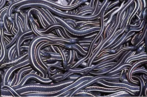 Wintering: RED-SIDED GARTER SNAKE - mass in large den