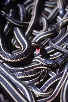 Wintering: RED-SIDED GARTER SNAKE - mouth open