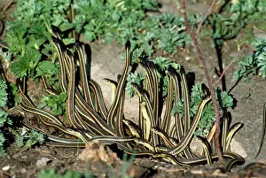 Slithering: Red-sided Garter Snakes