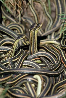 Parietalis: RED-SIDED GARTER SNAKES