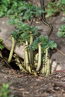 Parietalis: Red-sided Garter Snakes - emerging from den