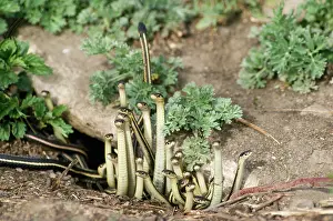 Home: Red-Sided Garter Snakes - group emerging from hibernation