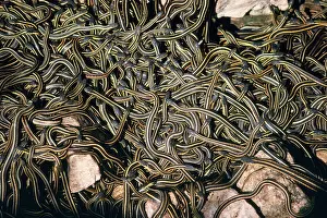 Parietalis: RED-SIDED GARTER SNAKES - mass emerging from hibernation