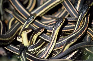 Parietalis: Red-sided Garter Snakes - in small den