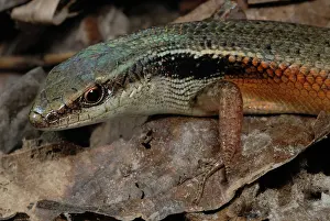 Sided: Red-sided Skink